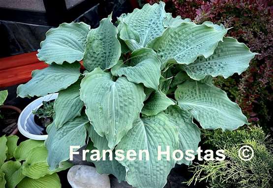 Hosta Diamond Lake